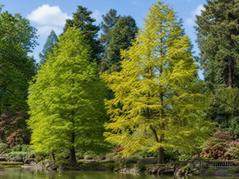 Types of Dawn Redwood — for Dawn Redwood 'Gold Rush'