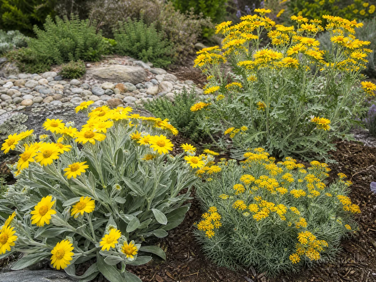 Types of Eriophyllum — for Oregon Sunshine
