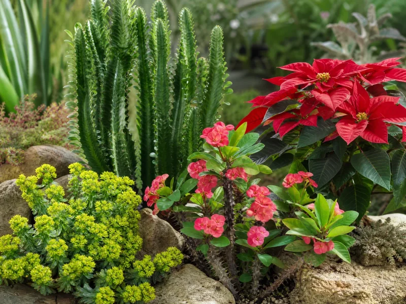 Types of Euphorbia — for Spurge 'Glacier Blue'