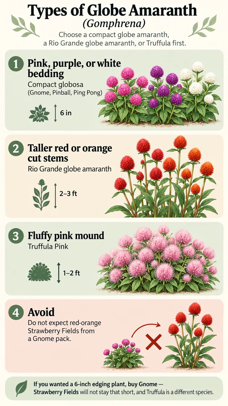 Types of Globe Amaranth care summary diagram