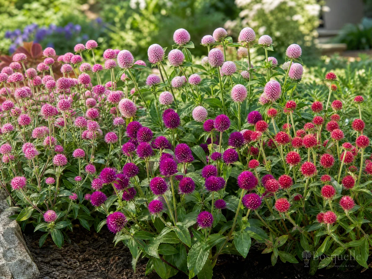 Types of Globe Amaranth — for Globe Amaranth 'Fireworks'