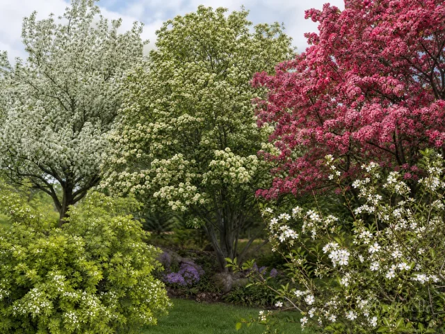 Types of Hawthorn — for Midland Hawthorn 'Rosea Flore Pleno'