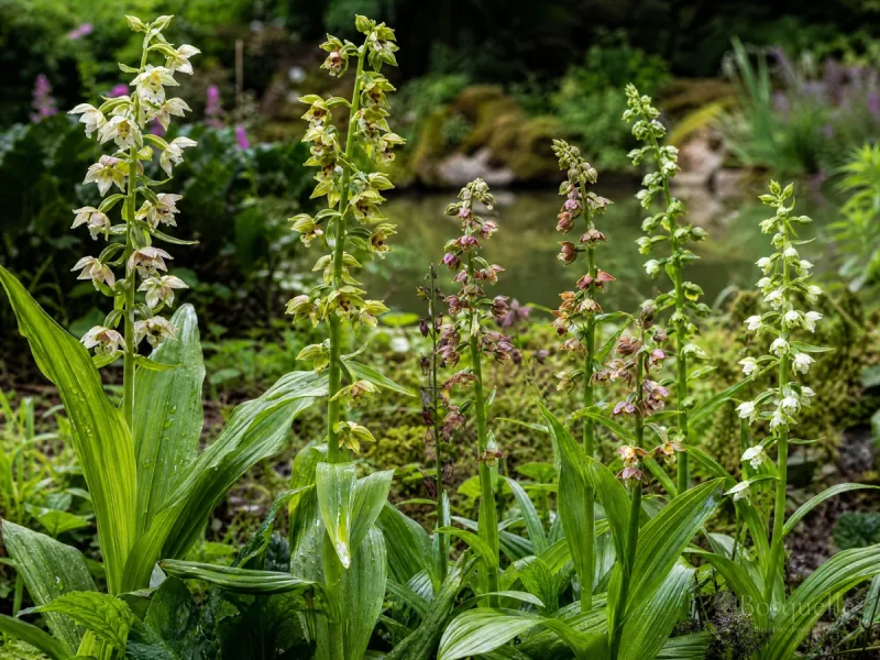Types of Helleborine – Stream, Marsh, or Woodland guide illustration