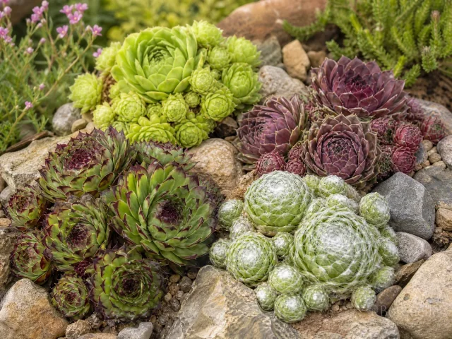 Types of Hens and Chicks — for Hens and Chicks 'Gold Rush'