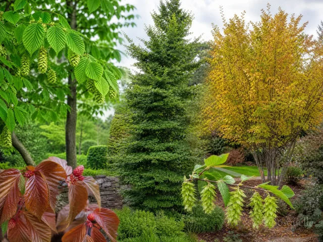 Types of Hornbeam – Hedge or Woodland guide illustration