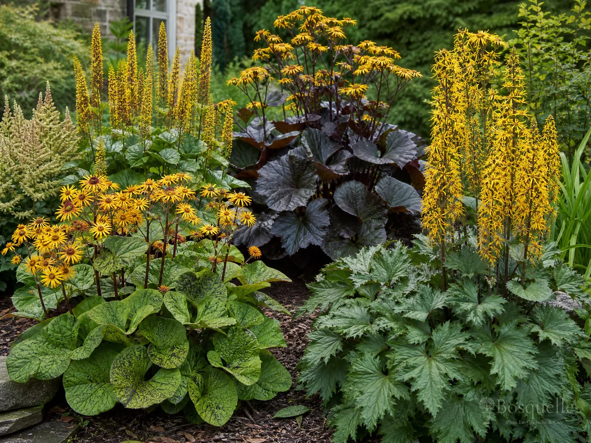 Types of Ligularia — for Leopard Plant 'Othello'