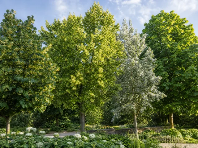 Types of Linden – Littleleaf, Basswood, or Silver