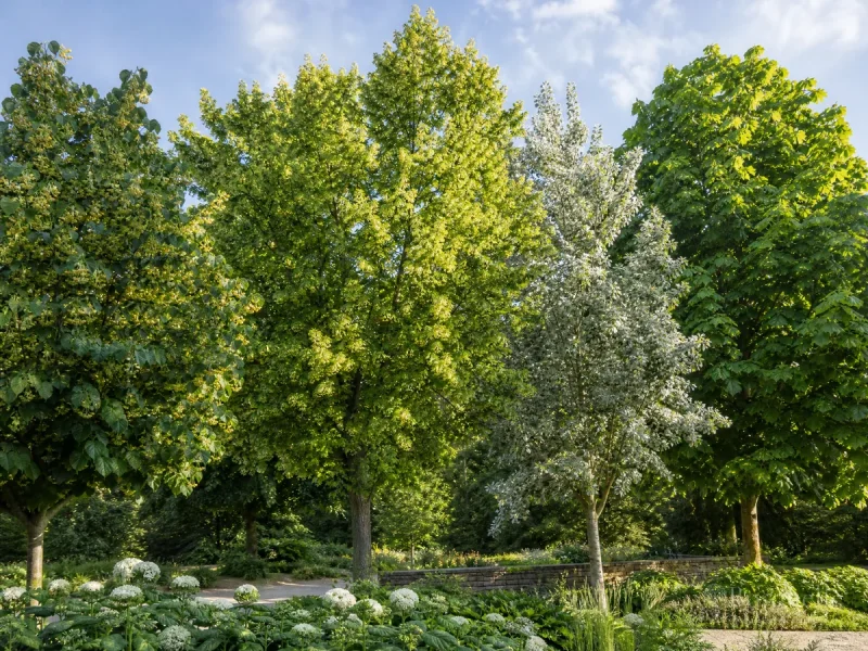 Types of Linden — for Caucasian Linden