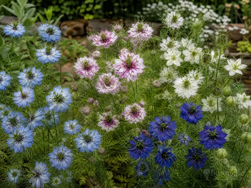 Types of Love-in-a-Mist – Blue, White, or Dark Blue guide illustration