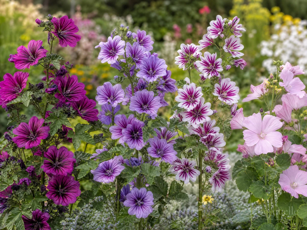 Types of Mallow — for Common Mallow