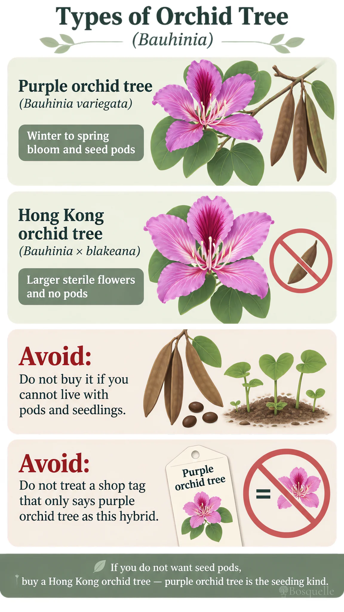 Types of Orchid Tree care summary diagram