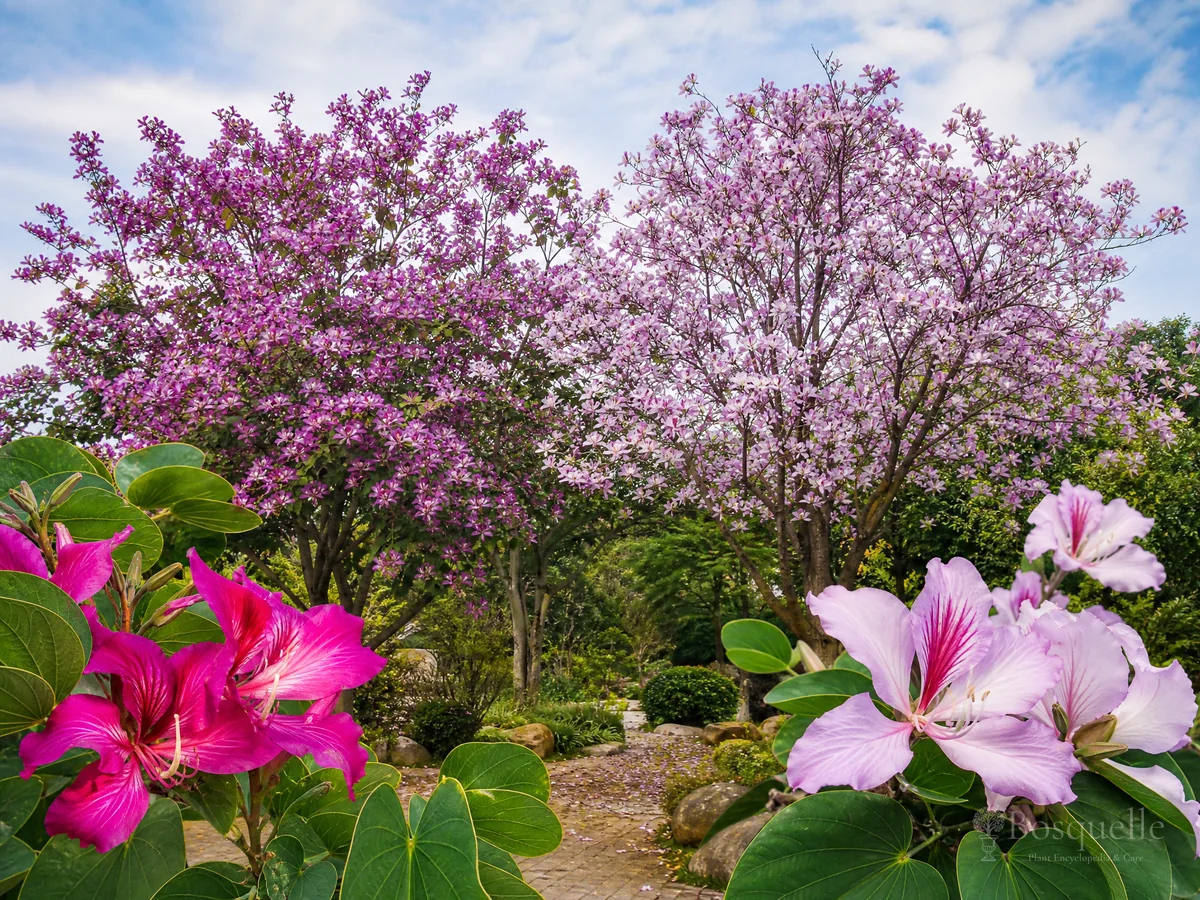Types of Orchid Tree — for Purple Orchid Tree