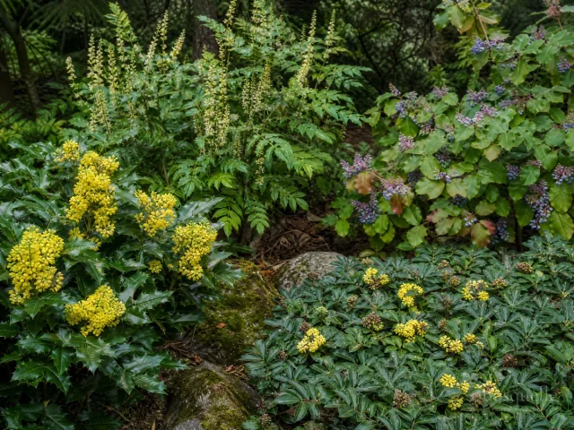 Types of Oregon Grape – Woodland to Mahonia