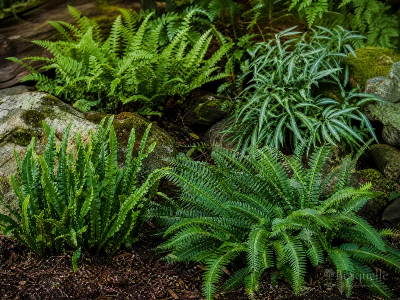 Types of Polypody — for California Polypody