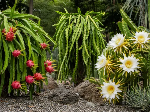 Types of Selenicereus – Fruit, Fishbone, or Night Bloom