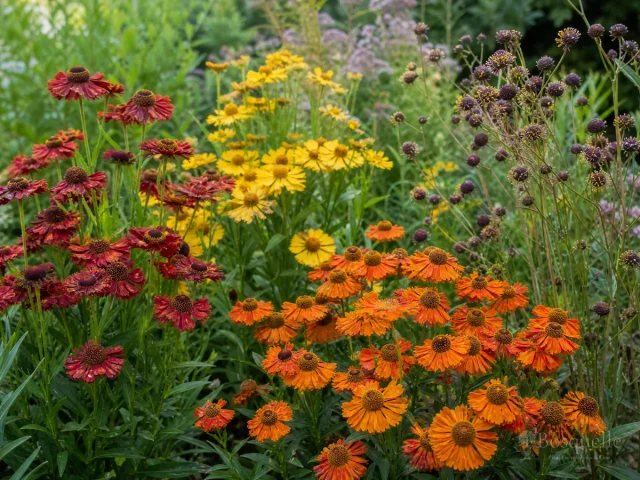Types of Sneezeweed – Hybrid, Common, or Western
