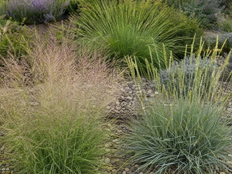 Types of Sporobolus — for Seashore Dropseed