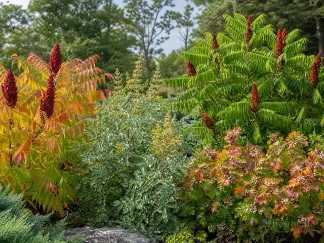 Types of Sumac – Colony, Low, or Western guide illustration