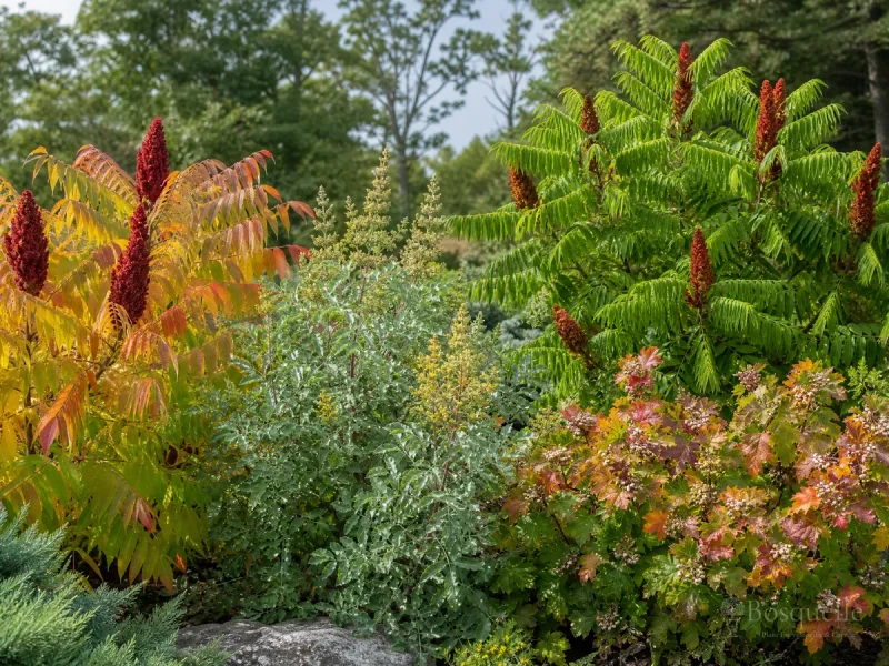 Types of Sumac – Colony, Low, or Western