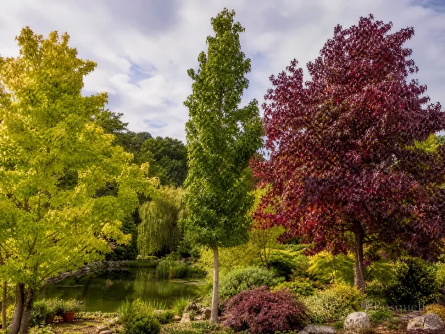 Types of Sweetgum — for Sweet Gum 'Lane Roberts'