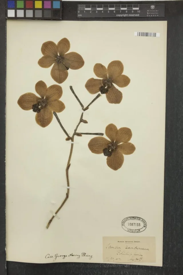 Sanders Vanda in the wild — habit, Philippines