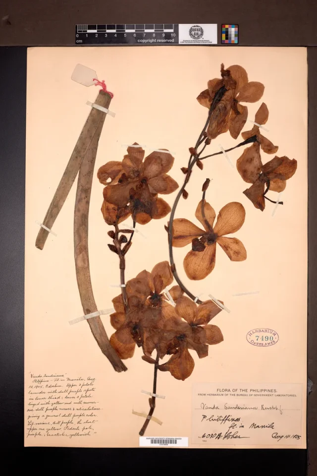 Sanders Vanda in the wild — habit, Philippines