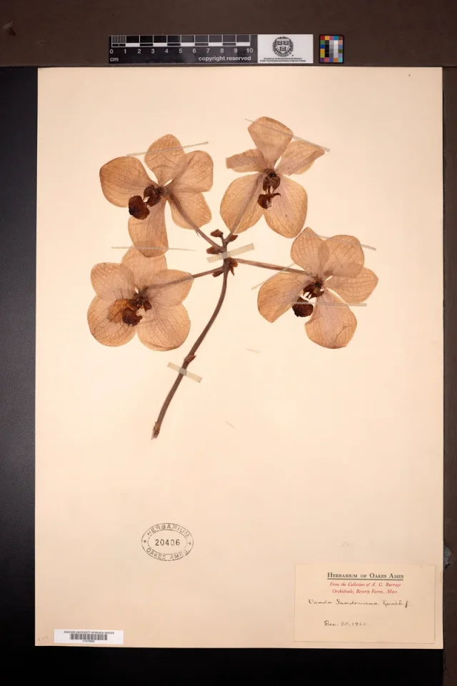 Sanders Vanda in the wild — habit