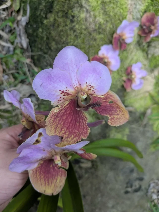 Sanders Vanda in the wild — habit