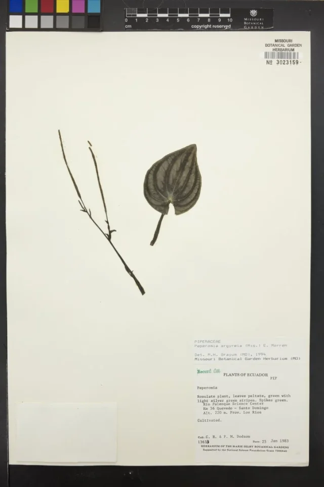 Watermelon Peperomia in the wild — habit, Ecuador