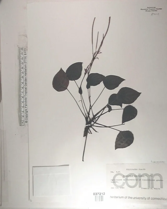 Watermelon Peperomia in the wild — habit, United States of America