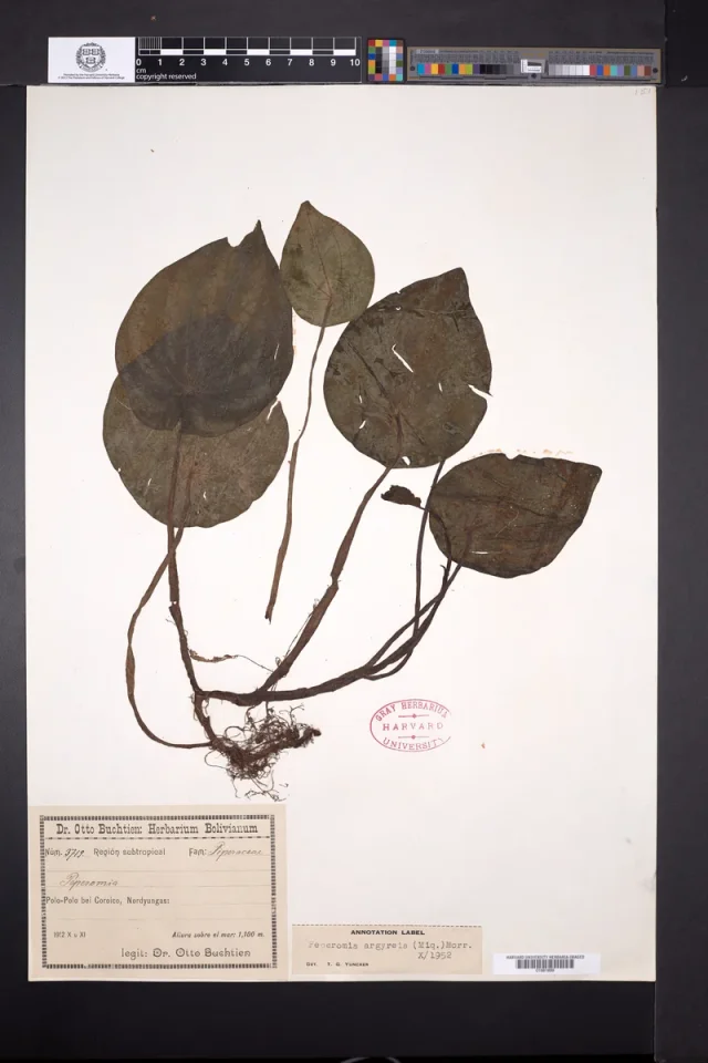 Watermelon Peperomia in the wild — habit, Bolivia (Plurinational State of)