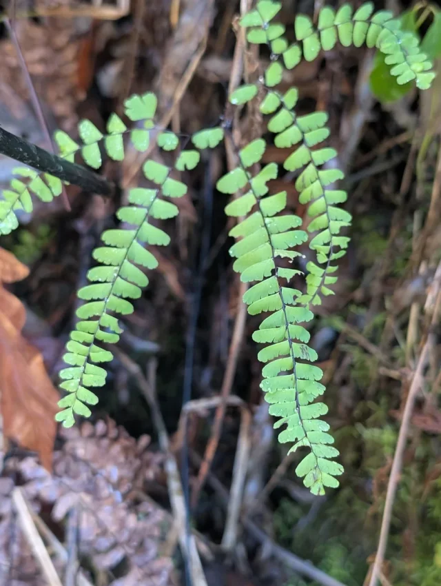 Western Maidenhair Fern in the wild — habit, United States of America