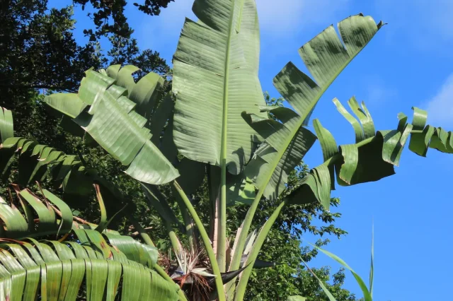 White Bird of Paradise in the wild — habit, South Africa