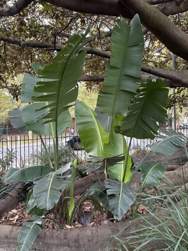 White Bird of Paradise in the wild — habit, Australia