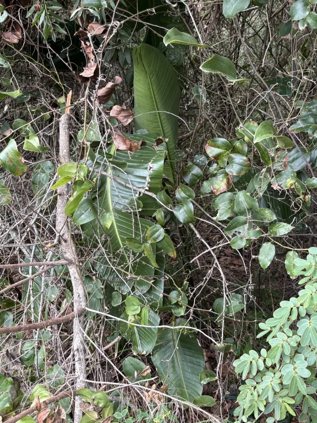 White Bird of Paradise in the wild — habit, Australia