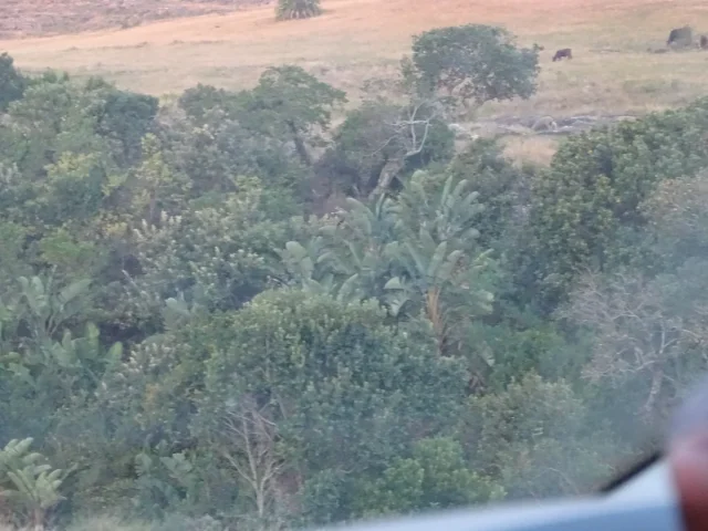 White Bird of Paradise in the wild — habit, South Africa