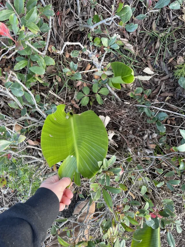 White Bird of Paradise in the wild — habit, United States of America