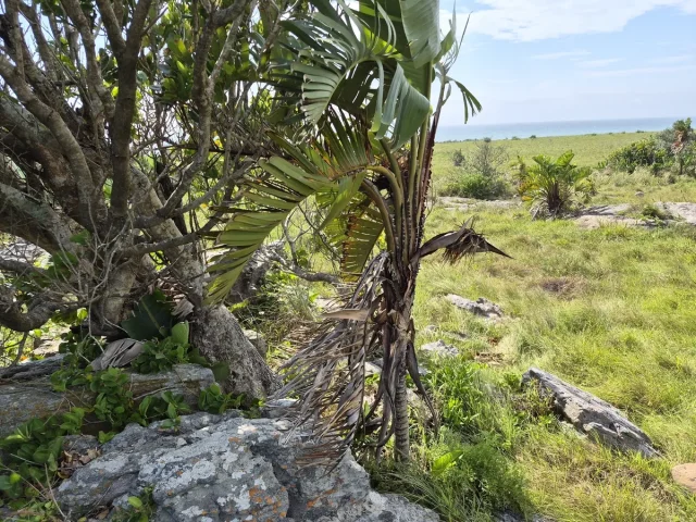 White Bird of Paradise in the wild — habit