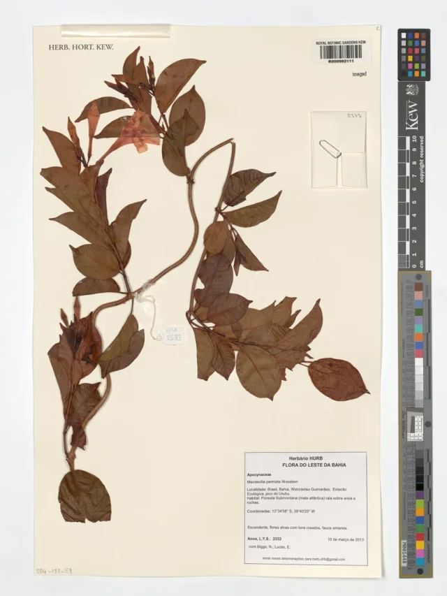 White Dipladenia in the wild — habit, Brazil