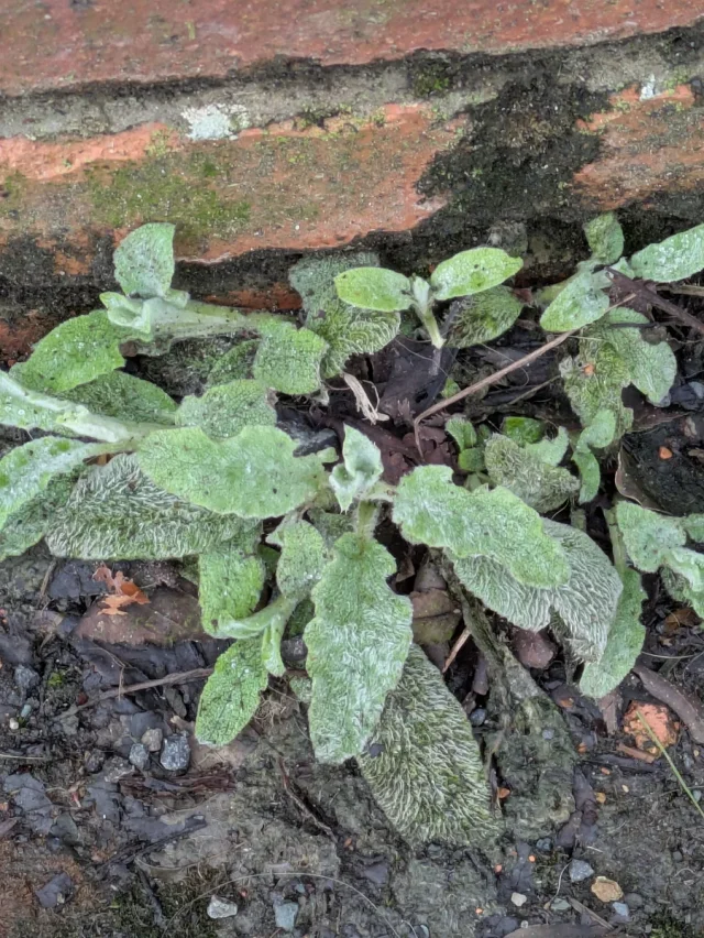 Lamb’s Ear in the wild — habit, United Kingdom of Great Britain and Northern Ireland