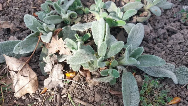 Lamb’s Ear in the wild — habit, Austria